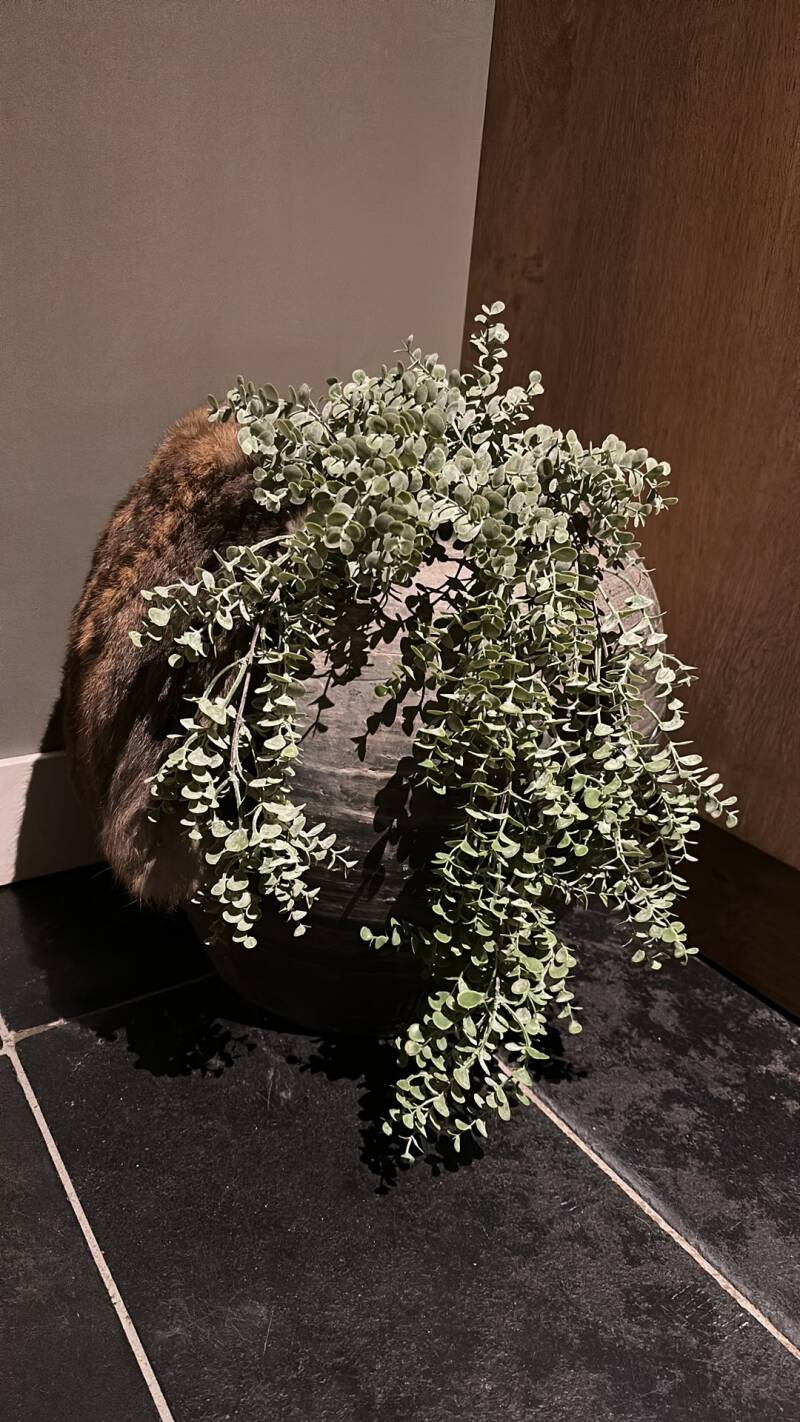 Baby Eucalyptus 75cm