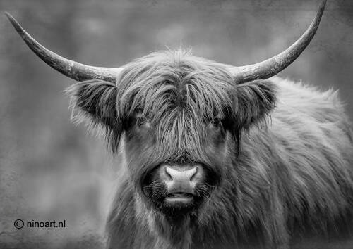 Spatscherm Hooglander — 60x80cm