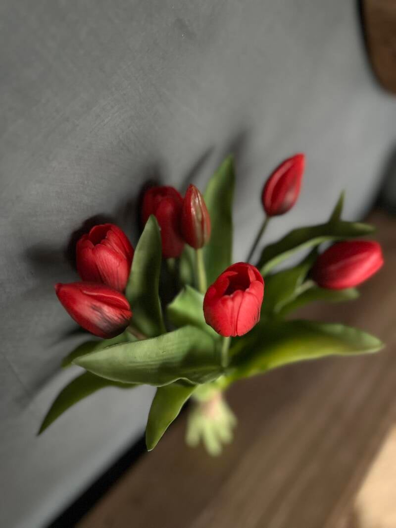 Tulpen Rembrandt Ruby Red 7stks 30cm