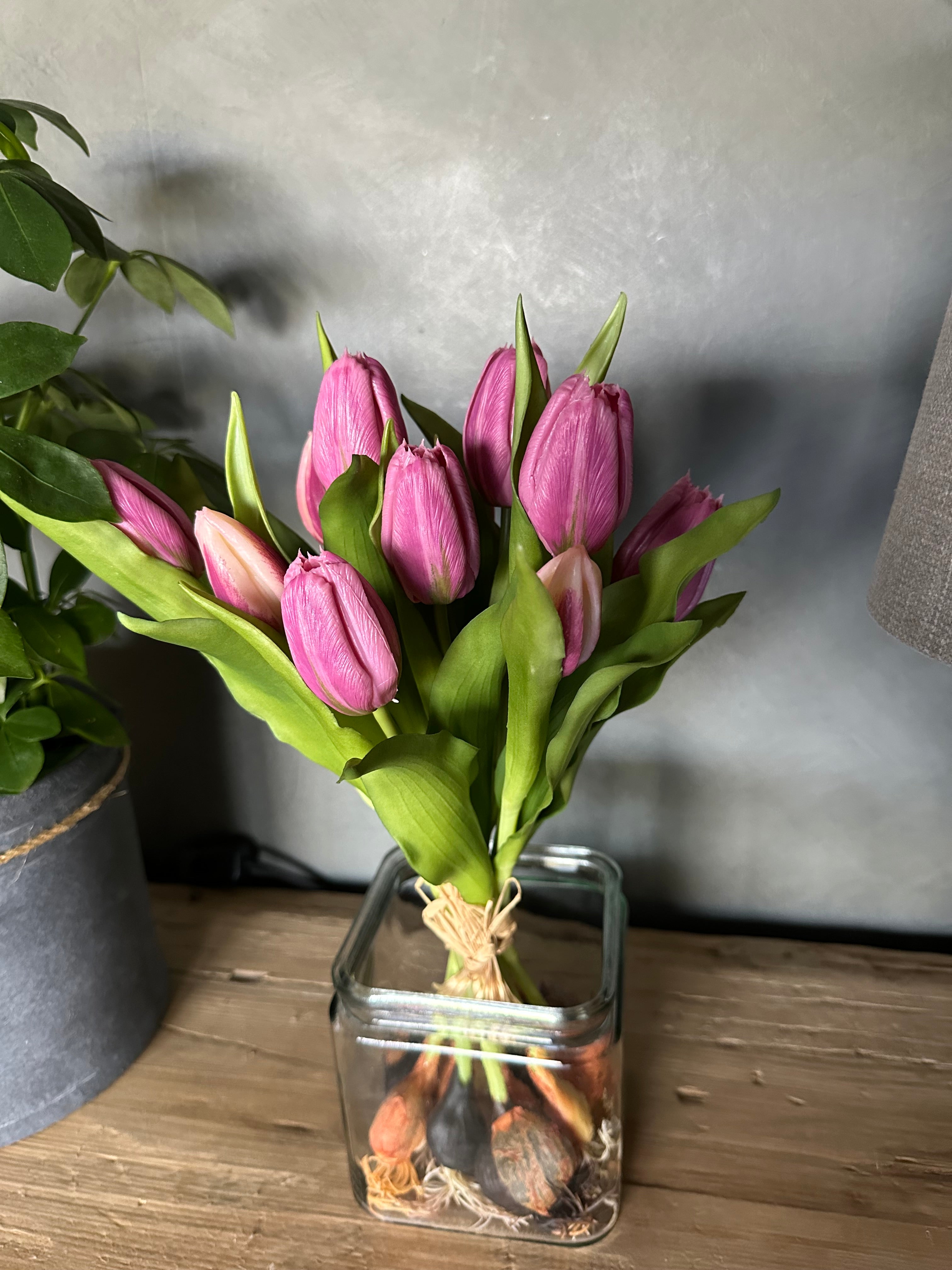 Tulpen met knolletje set van 12 Paars